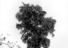 Natur baum 3