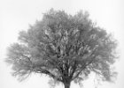 Natur baum 5