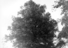 Natur baum 8